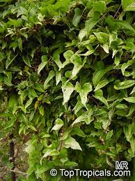 Image result for Polystachya laurentii