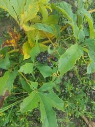 Image result for Ampelocissus