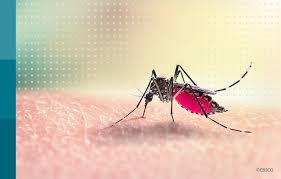 Image result for Malaria