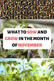 What To Sow And Grow In The Month Of November Pastel Dwelling Planting Herbs Gardening For Beginners Sowing
