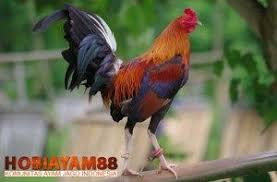 Beli ayam philipin online berkualitas dengan harga murah terbaru 2021 di tokopedia! Ciri Ciri Ayam Filipina Asli Serta Cara Perawatannya Asli