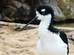 Forages in small, vegetated wetlands and look for plants under the water. Black Necked Stilt Online Learning Center Aquarium Of The Pacific