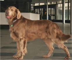 The first known longhair weimaraners in 1935. Ancestors Of Dogs Focus On Weimaraner Comparison Other Breeds Including Sloughi