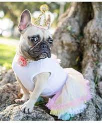 Dog Party Hat Dog Birthday Hat Dog Birthday Party Outfit Etsy Dog Birthday Hat Dog Birthday Dog Party Hat