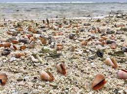 Pin On Solomon Islands Seashells