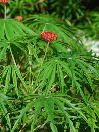 Image result for Jatropha multifida