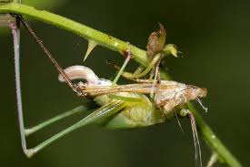 Illustration about line drawing of a grasshopper/insect. Photo Essays