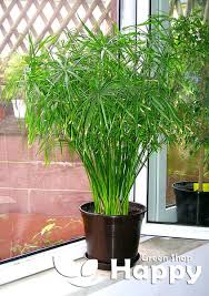Image result for Cyperus amauropus
