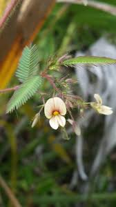 Image result for Aeschynomene americana