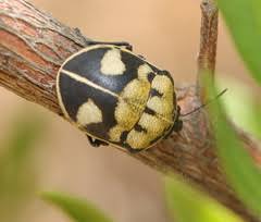 Image result for Pleopeltis  × simiana