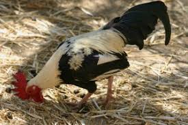Redewendungen Wer Im Glashaus Sitzt Sollte Nicht Mit Steinen Werfen Auch Ein Blindes Huhn Findet Mal Ein Korn Sprichworter Redewendungen