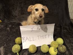 Shop high quality dog toys, clothes & more pet accessories online at honest prices! Choosing The Right Ball For Your Dog Pooches At Play