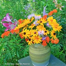 Sloped area on her property to plant a variety of wildflowers, including our northeast mix, black eyed susans, zinnias, cosmos and more. Gloriosa Daisy Janet Davis Explores Colour