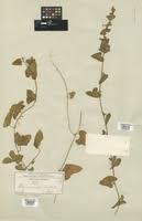 Image result for Kedrostis foetidissima