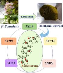 Image result for Floscopa sp.no.1