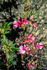 Image result for Indigofera hilaris