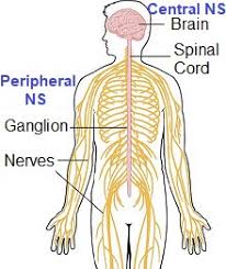 Nerve Pain In Foot Causes Symptoms Diagnosis Foot Pain