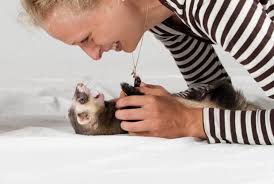 Ferrets can never cease to entertain you with their antics. What Do Ferrets Like To Play With Owner S Guide Thepetsavvy Com