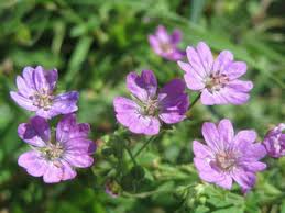 Image result for Geranium ocellatum