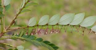 Image result for Phyllanthus boehmii