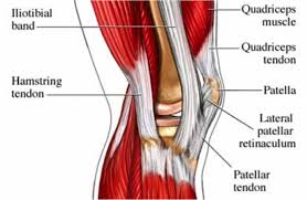 The smooth muscle tissue that forms organs like the stomach and bladder changes. Fascia Bones And Muscles Beinghuman