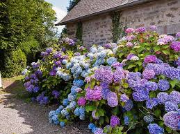 Most varieties thrive in full sun to part shade, as long as they are planted in moist, rich soil. How To Grow And Prune Hydrangeas Saga