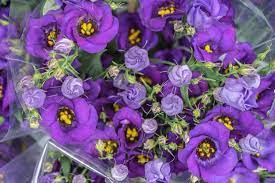Flowers, gift baskets, roses, teddy bears 9 Flowers That Look Like Roses With Pictures Garden Tabs