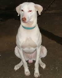 A documentary film about people who care for homeless street dogs in kolkata (calcutta) india. The Pariah And Best Noble Dog Breeds From India Dog Breeds Rare Dog Breeds Best Dog Breeds