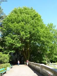 Zelkova Serrata Orme De Siberie Jardin Des Plantes D Angers Jardins Plante Jardin Plante