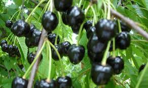 Cantitate cireș pitic, soi de mai. Varietatea De Soiuri De CireÈ™e Crescute In Moldova È™i In Lume