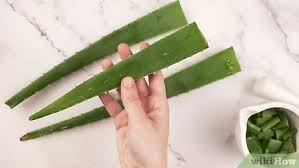 Di musim kemarau seperti ini,kita sering kali rentan terkena gangguan pada tenggorokan. Aloe Vera Essen 15 Schritte Mit Bildern Wikihow