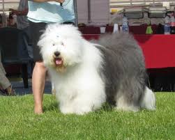 Resultado de imagen para imagenes de perros bobtail