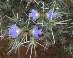 Image result for Blepharis dunensis