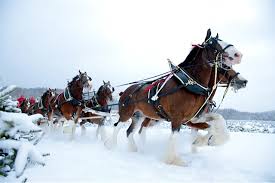 Starter x budweiser release first global drop as part of 50th anniversary celebration. Free Download Rep Budweiser Clydesdales Behind The Scenes Repheads 640x426 For Your Desktop Mobile Tablet Explore 47 Budweiser Clydesdale Wallpaper Clydesdales Christmas Wallpaper Clydesdale Horses Wallpaper Budweiser Desktop Wallpaper