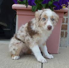 Myself and my boys are the. Mini Aussie Female Puppy Red Merle With Blue Eyes Mini Australian Shepherd Puppy For Sale In Celina Oh Happy Valentines Day Happyvalentinesday2016i