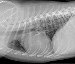 Other common symptoms of cancer, including weight loss, inappetence, vomiting and diarrhea, might also occur. Chronic Bronchitis Canine Mar Vista Animal Medical Center