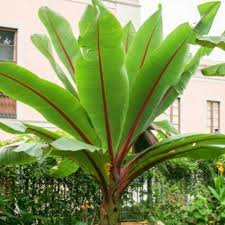 Image result for Ensete ventricosum