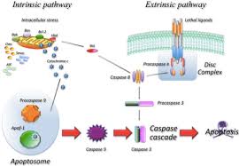 Maybe you would like to learn more about one of these? Apoptosis Assays