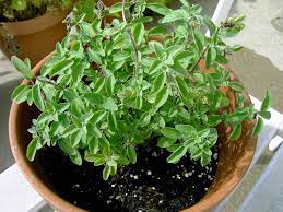 How To Grow Oregano Oregano Plant Perennial Herbs Herbs