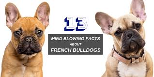 Of course, this will depend from puppy to puppy. 13 Mind Blowing Facts About French Bulldogs Spark Paws