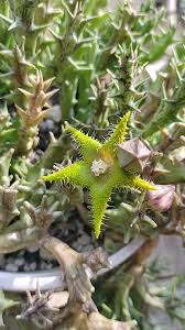 Image result for Orbea dummeri