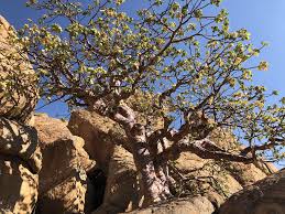 Image result for Sterculia africana