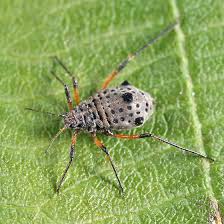 Image result for Rhipidoglossum eggelingii