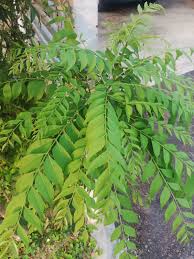 Cod in kl sgor orig powerleaf jus daun betik 250ml shopee malaysia. Jom Mengenal Sayur Dari Bangladesh Suria Amanda