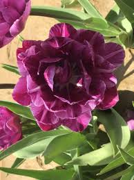 Southwest new jersey's pick your own farms and orchards for fruit, vegetables, pumpkins and more. 12 Tips For Visiting Tulip Festivals In New Jersey Jersey Family Fun