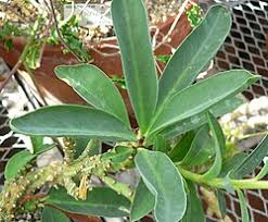 Image result for Euphorbia monteiroi