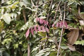 Image result for Rourea