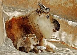 Image result for rare cute  animals