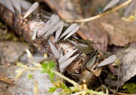 Pest control can take many forms, and for us, it's always about helping to protect your home and business. Pest Control Collinsville Il Termite Control Inspections Treatments