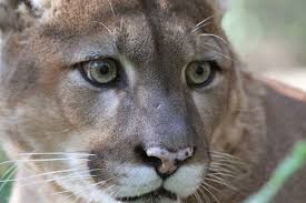 Cougar Mountain Lion Puma Facts Photos Sounds News And Videos